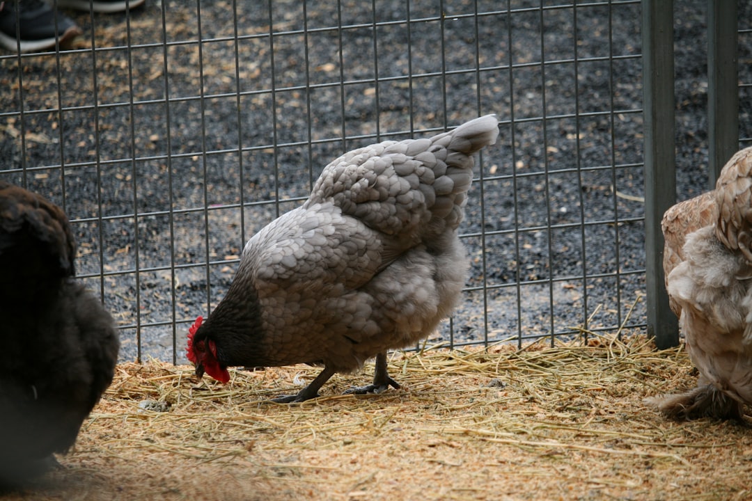Animal Husbandry